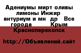 Адениумы,мирт,оливы,лимоны,Инжир, антуриум и мн .др - Все города  »    . Крым,Красноперекопск